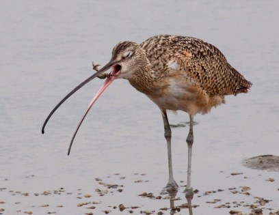 curlew2