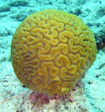 Brain_coral