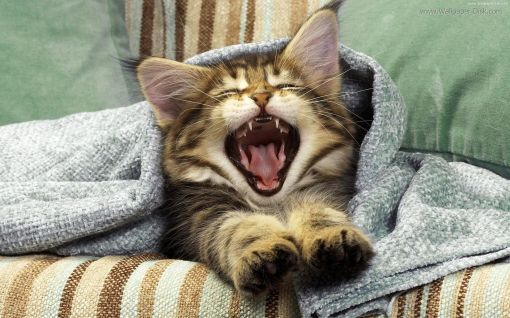 Cat yawning